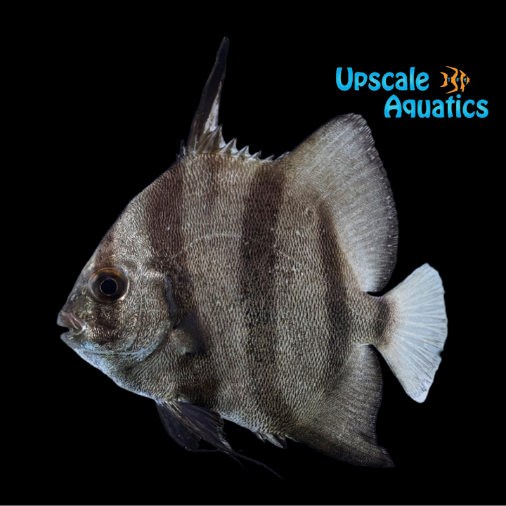 Atlantic Spadefish (Chaetodipterus faber)