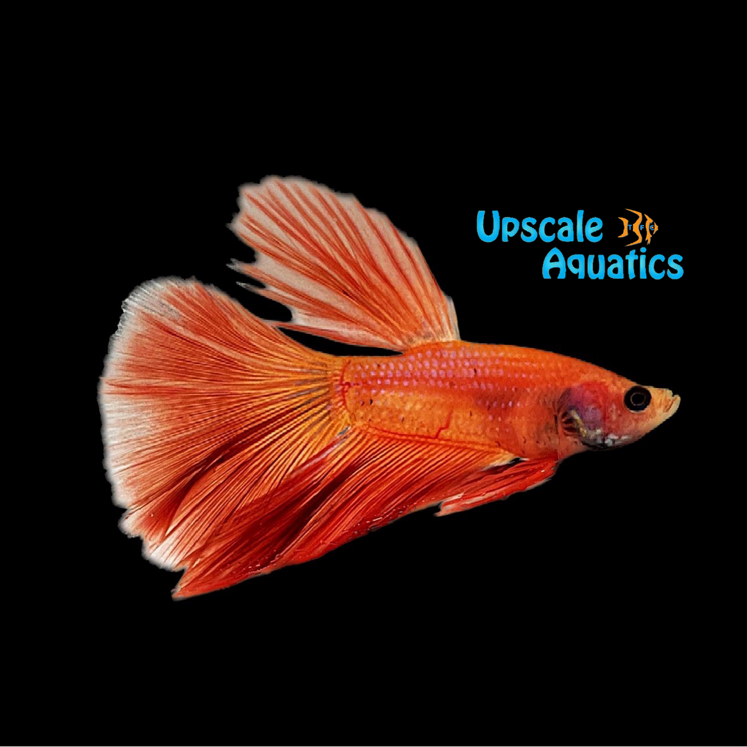Orange Halfmoon Betta - Male (Betta splendens)