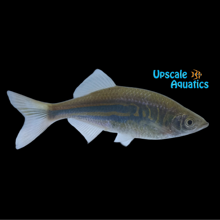 Giant Danio (Danio aequipinnatus)