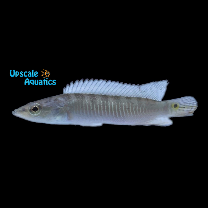 Saxatilis Pike (Crenicichla saxatilis)