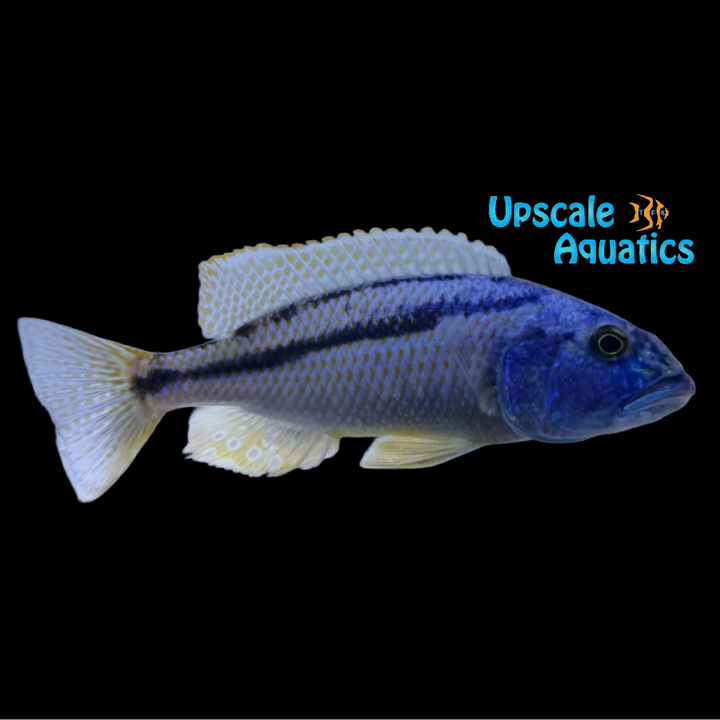 Malawi Hawk (Aristochromis christyi)