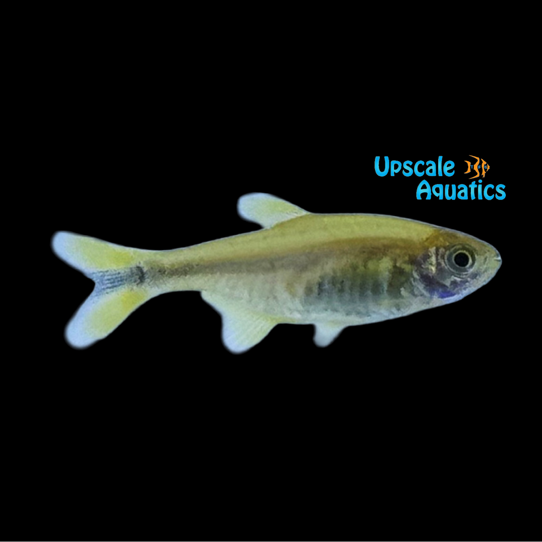Silvertip Tetra (Hasemania nana)