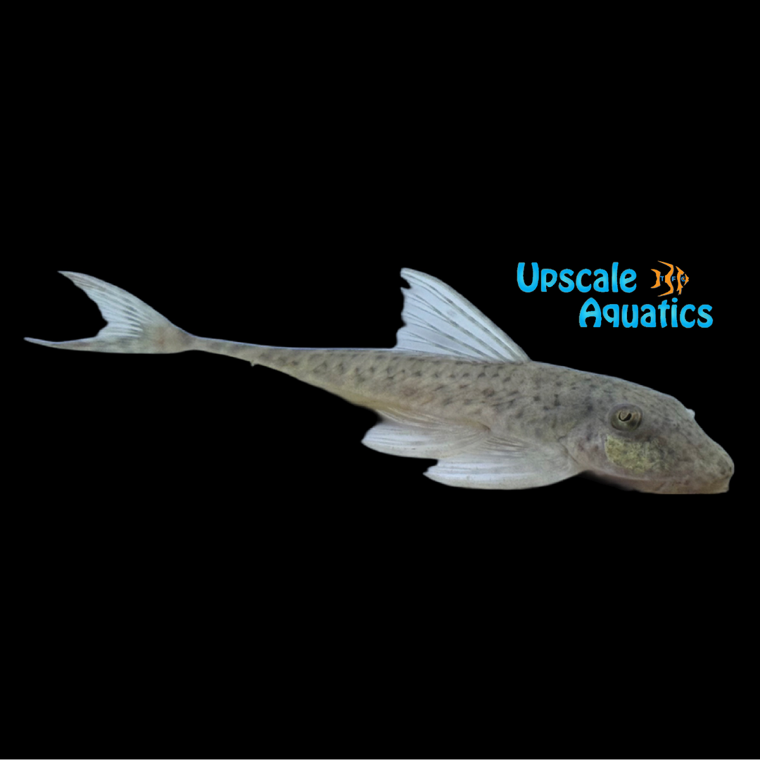 Punctata Loricaria Catfish (Harttia punctata)