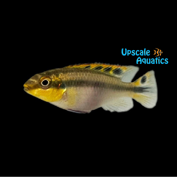 Yellow Kribensis (Pelvicachromis pulcher  'yellow')