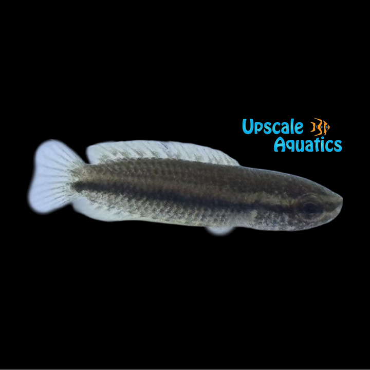 Vietnam Mini Gourami (Nanosphronemus gemma)