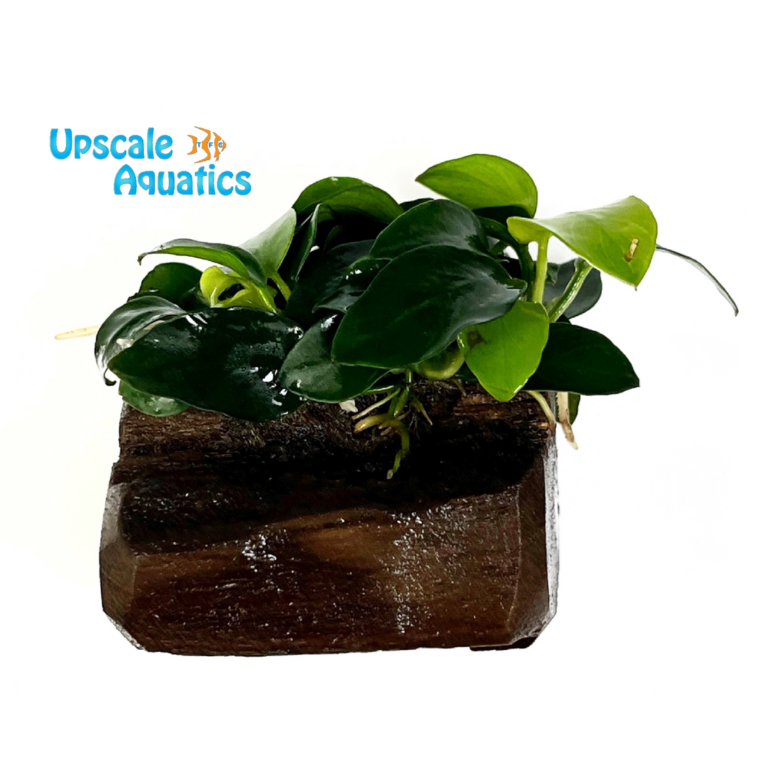Petite Anubias (Anubias nana petite)