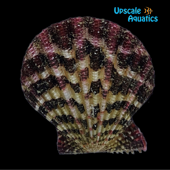 Purple Tiger Scallop (Gloriapallium pallium)