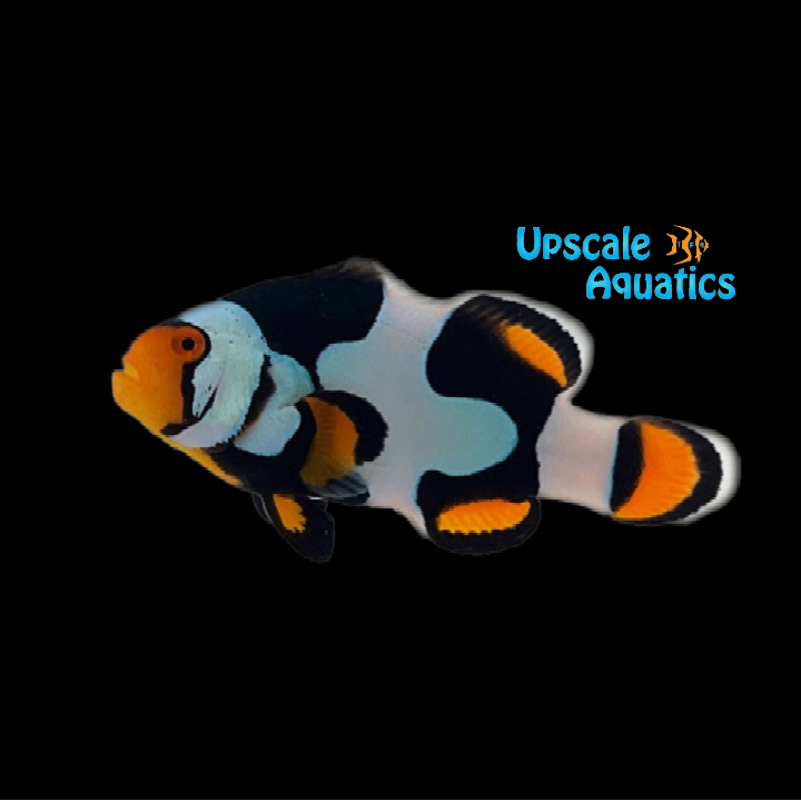 Onyx Picasso Clownfish (Amphiprion percula)