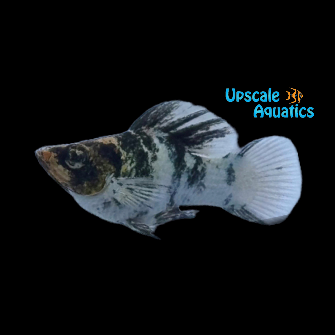 Orange Head Calico Balloon Molly (Poecilia velifera)