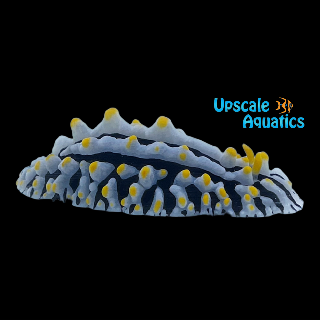 Blue Ridge Nudibranch (Phyllidia varicosa)