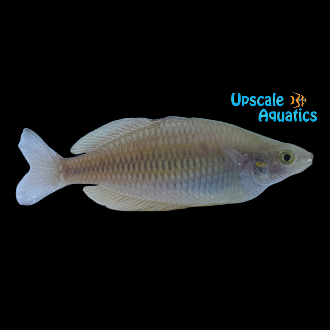 Serasai Rainbowfish 'Wild' (Melanotaenia sp. Serasai)