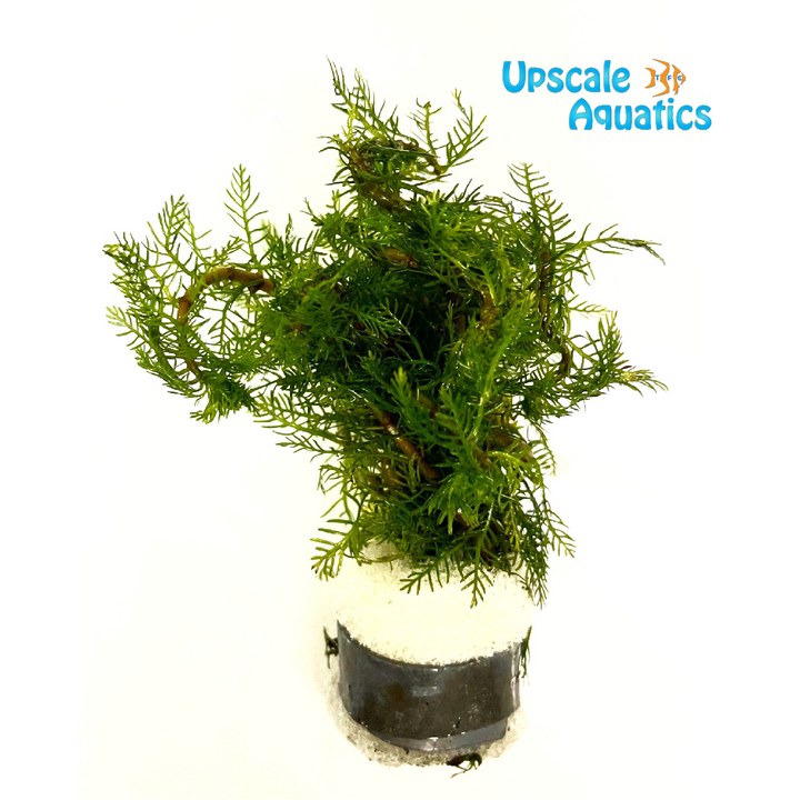Myriophyllum Mattogrossense 'Green'