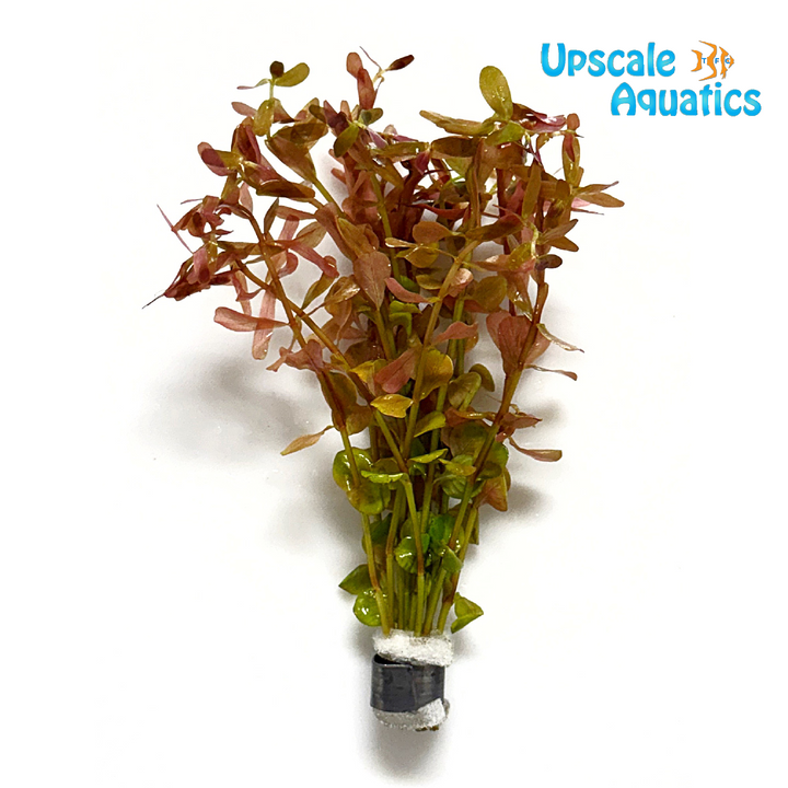 Rotala Manipurensis (Rotala rotundifolia manipurensis)