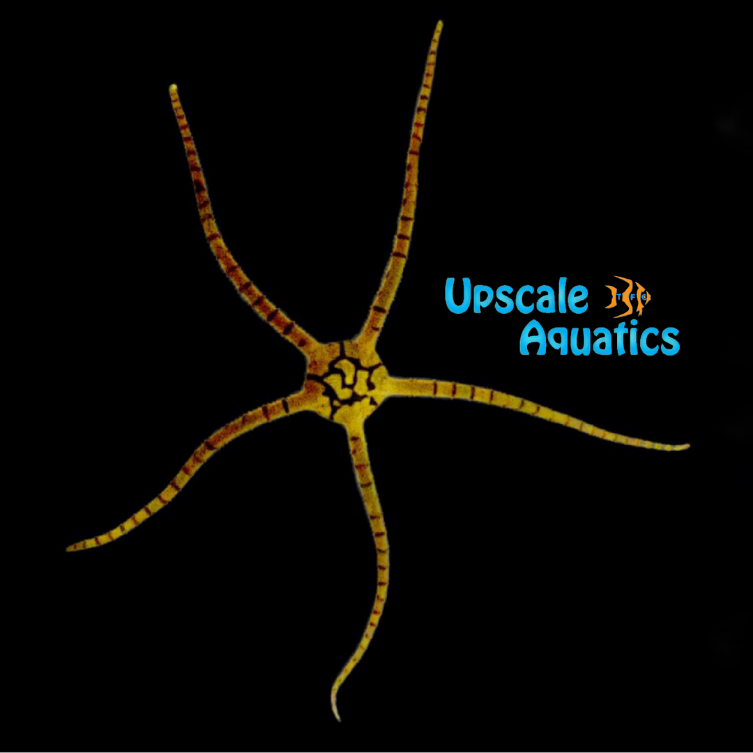 Yellow Serpent Starfish (Ophioderma sp.)