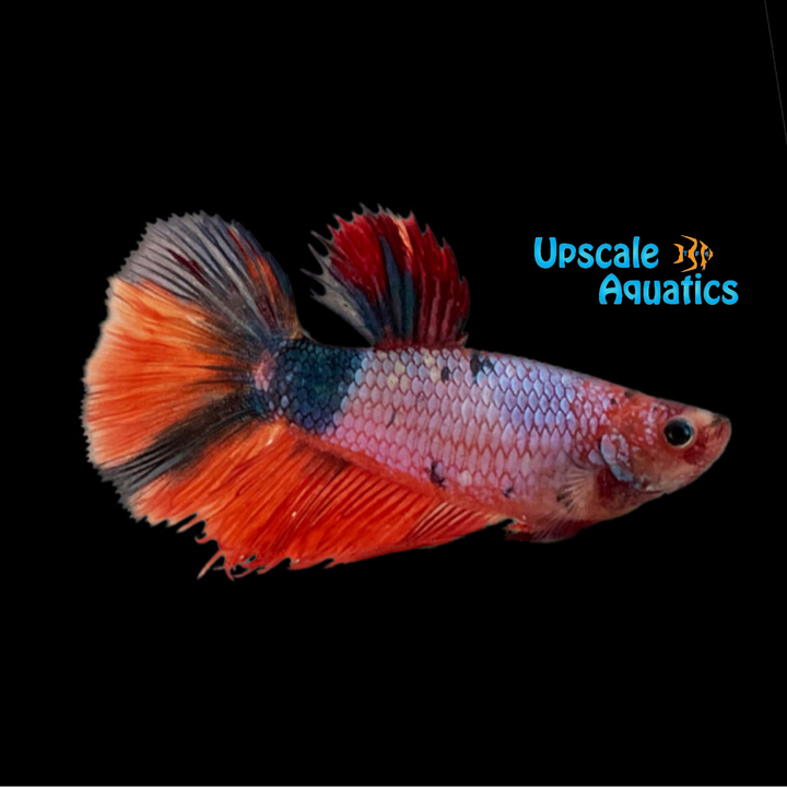 Nemo Koi Halfmoon Betta - Female (Betta splendens)
