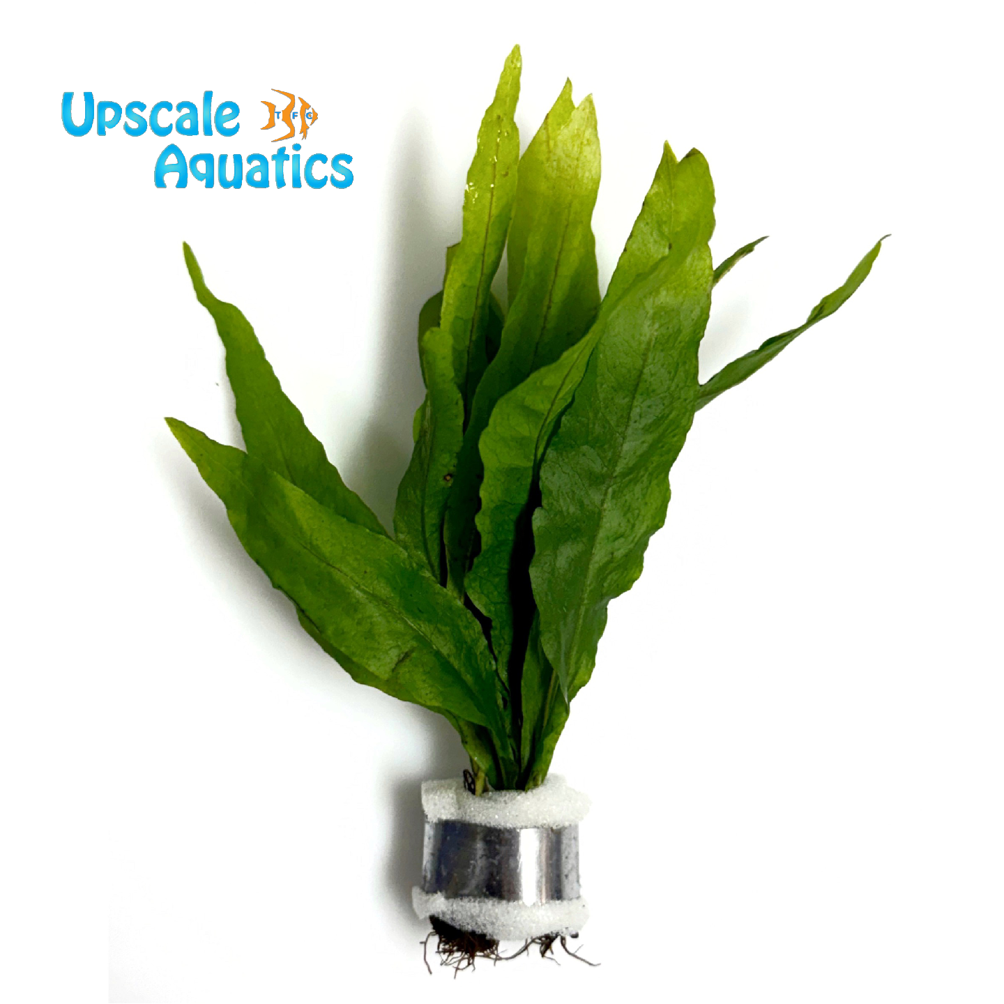 Java Fern (Microsorium pteropus) – Upscale Aquatics