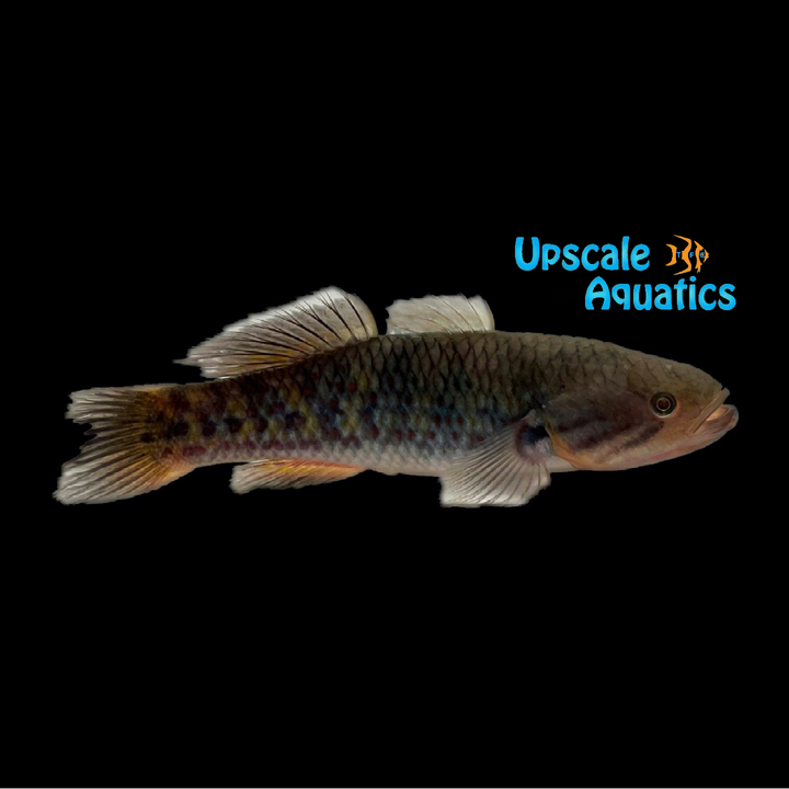 Snakehead Gudgeon (Giuris margaritacea)