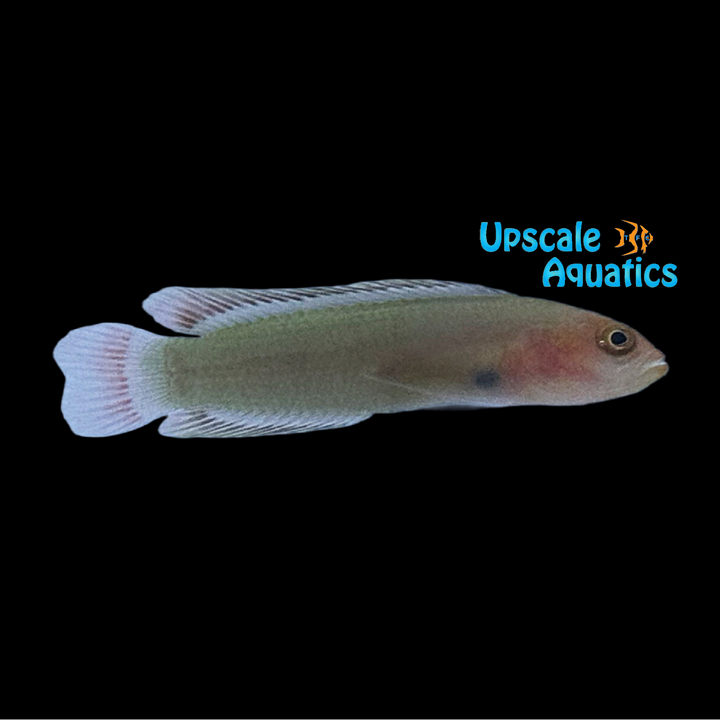 Fleckfin Dottyback (Pseudoplesiops wassi)