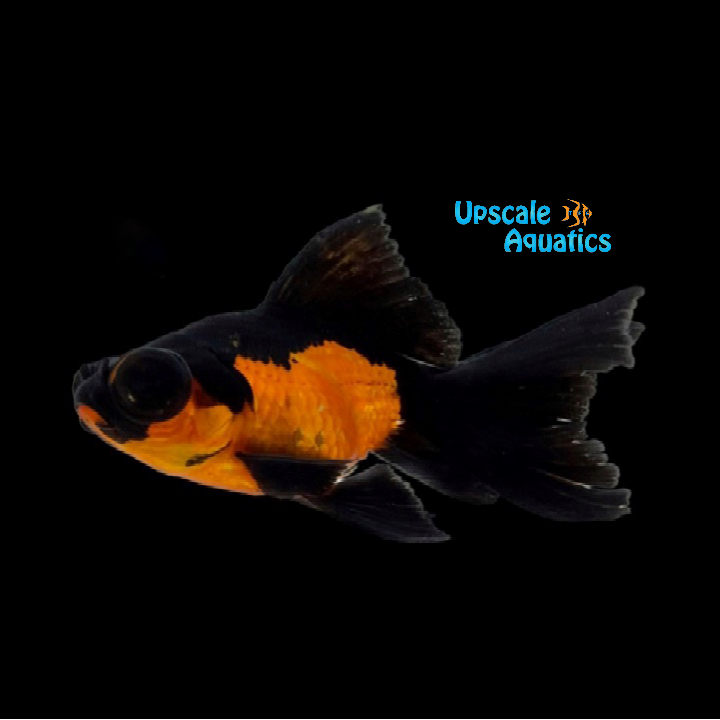 Butterfly Telescope Goldfish (Carassius auratus)