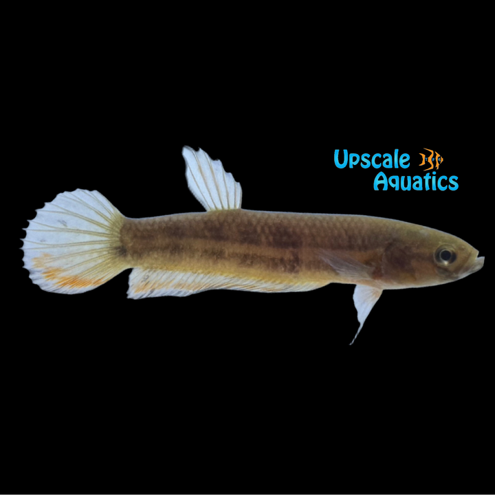 Betta Unimaculata - Wild