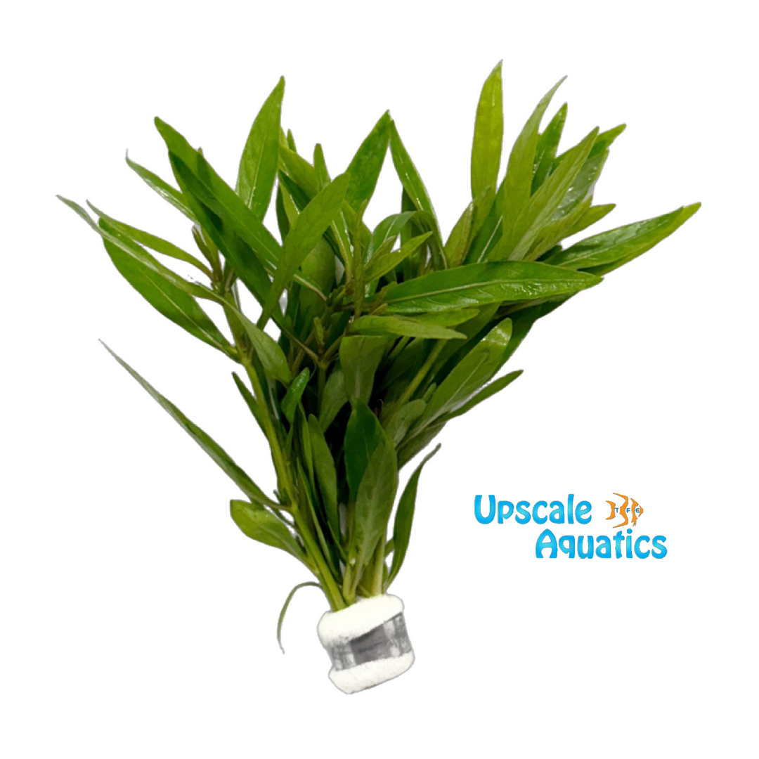 Hygrophila Ringens