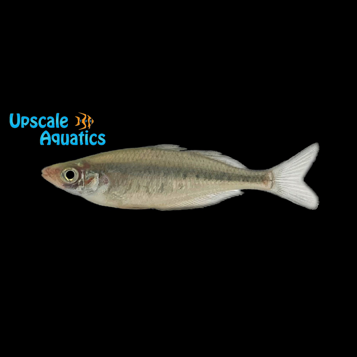 Kali Tawa Rainbowfish (Melanotaenia sp. 'Kali Tawa')