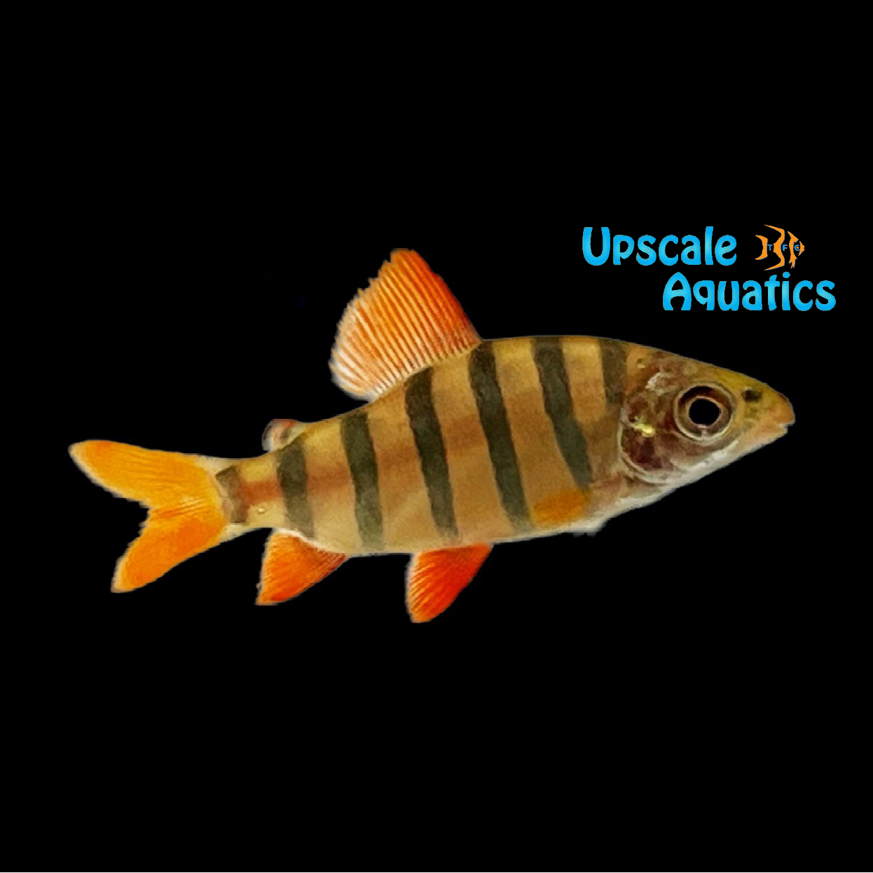 Six Banded Distichodus (Distichodus sexfasciatus) – Upscale Aquatics