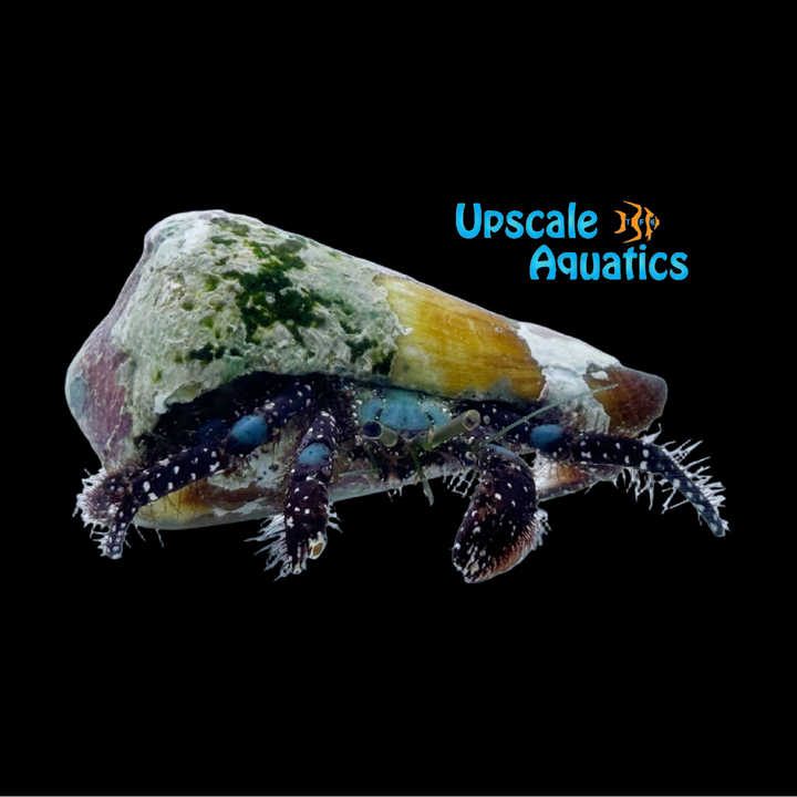 Blue Knee Hermit Crab (Dardanus guttatus)