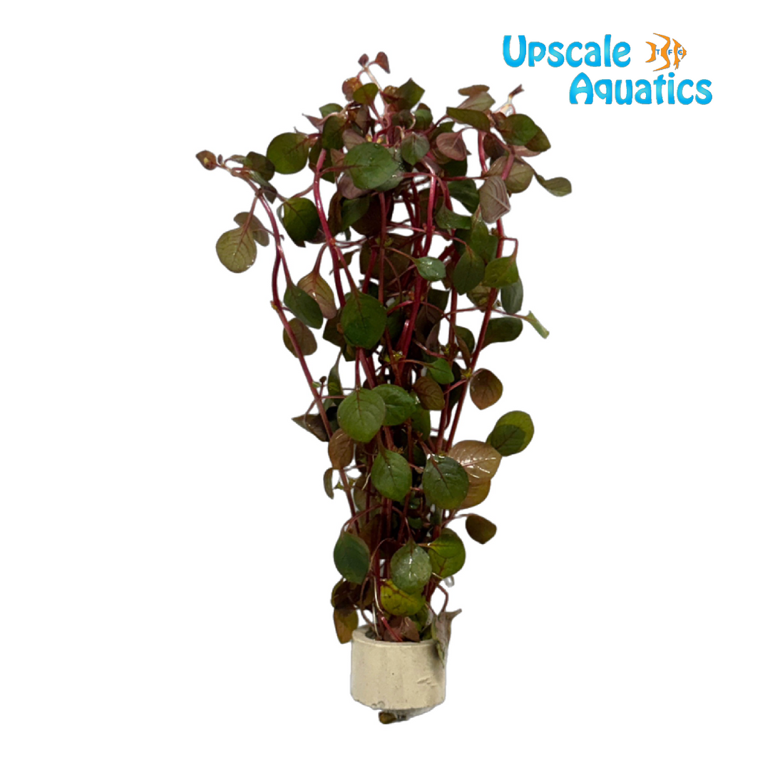 Super Red Ludwigia (Ludwigia repens 'super red')