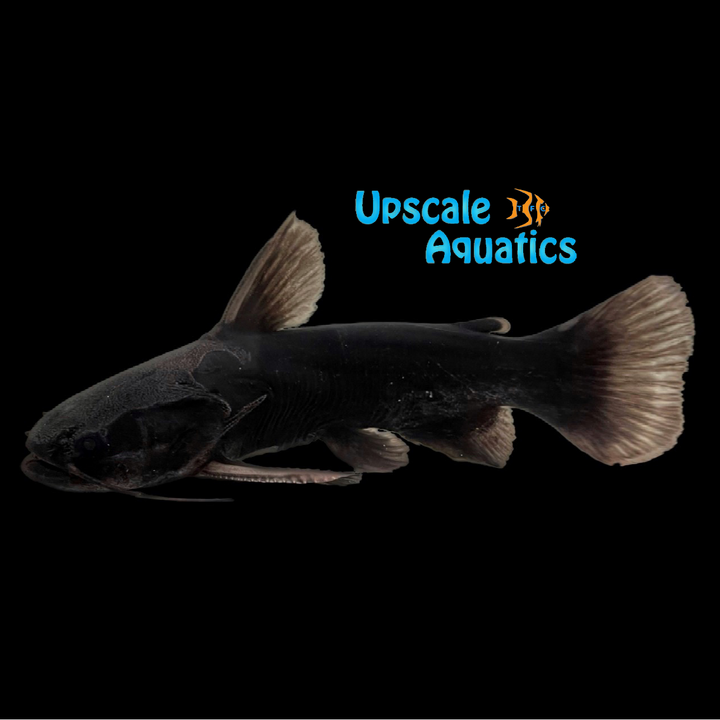 Iron Head Driftwood Catfish (Trachycorystes trachycorystes)