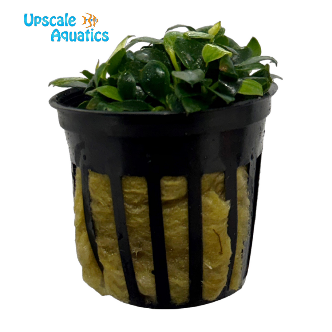 Pangolino Anubias (Anubias batteri var. nana 'Pangolino')