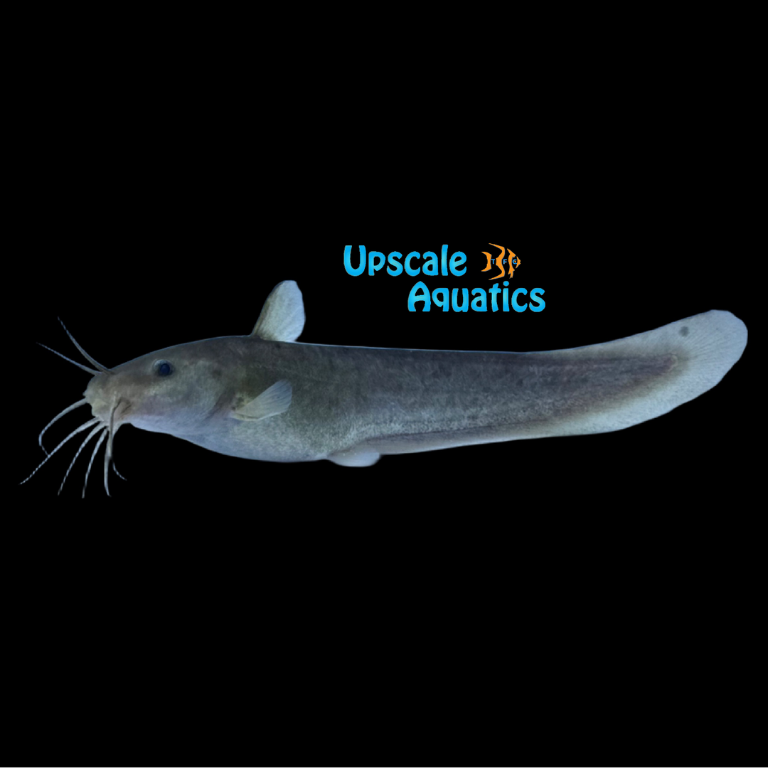 Eel-Tailed Catfish (Tandanus tandanus)