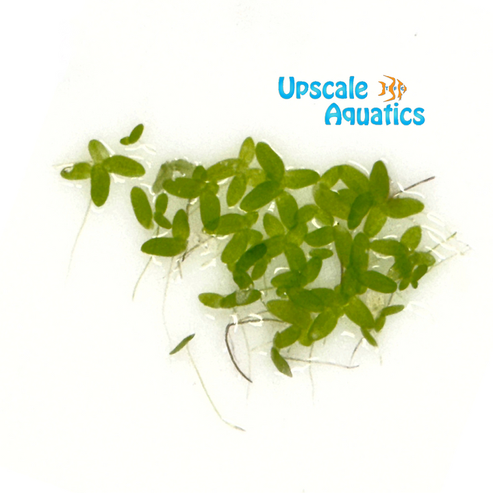 Duckweed (Lemna minor)