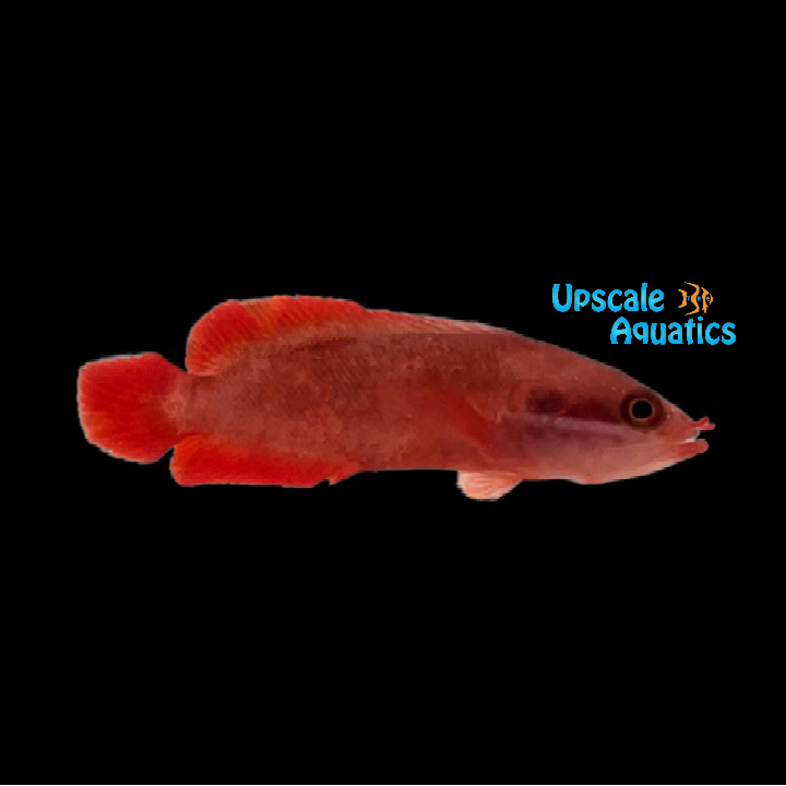 Red Soapfish (Suttonia lineata)