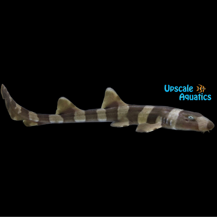 Brownbanded Bamboo Shark (Chiloscyllium punctatum)