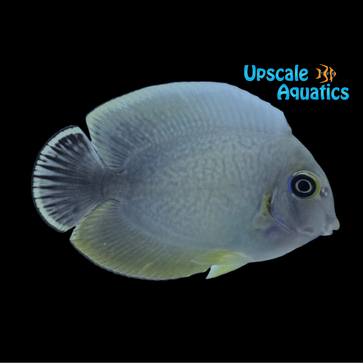 Hybrid Mimic Tang (Acanthurus sp.)