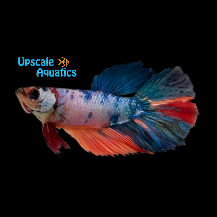 Nemo Koi Halfmoon Betta - Female (Betta splendens)