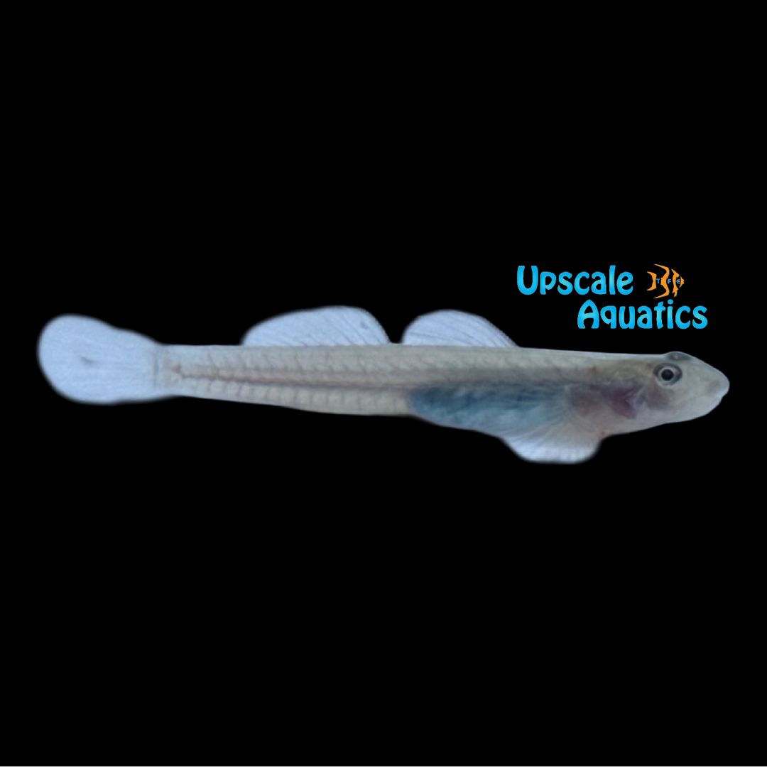 Venus Goby 'Elegant Lentipes Goby' (Lentipes venustus)