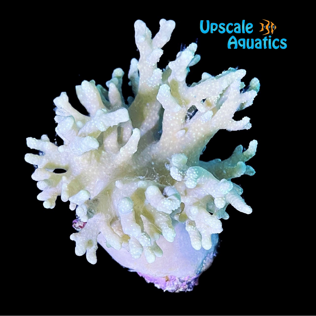 Mushroom Finger Leather Coral (Sinularia sp.)
