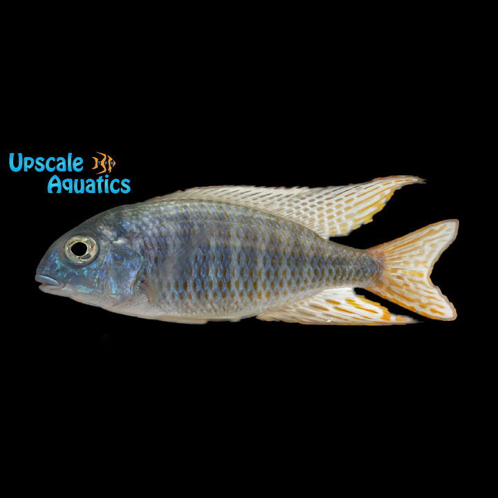 Lethrinops Microstoma