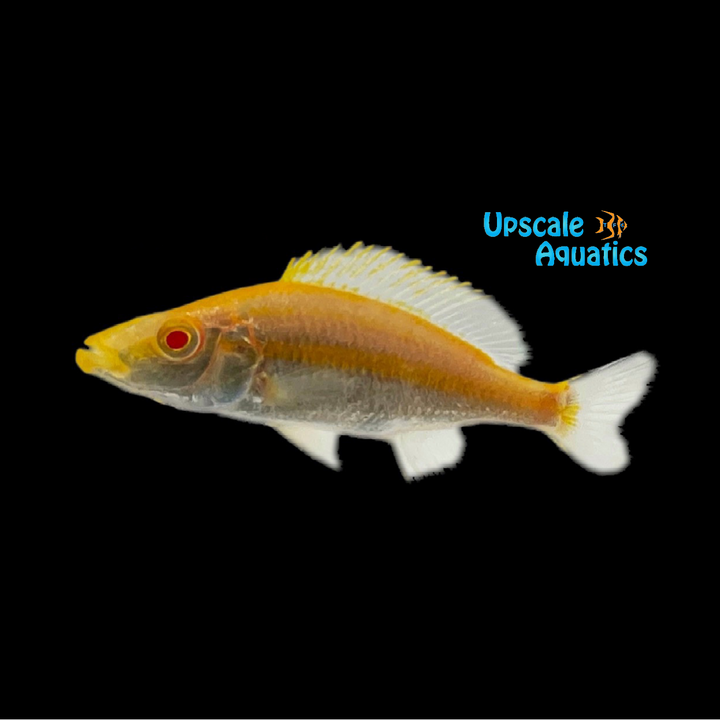 Albino Compressiceps (Dimidiochromis compressiceps albino)