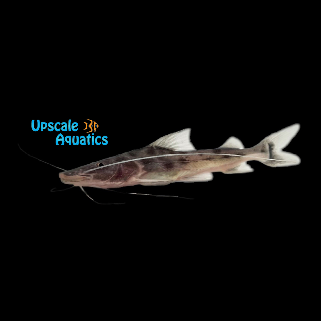 Peru Piraiba Catfish (Brachyplatystoma capapretum)