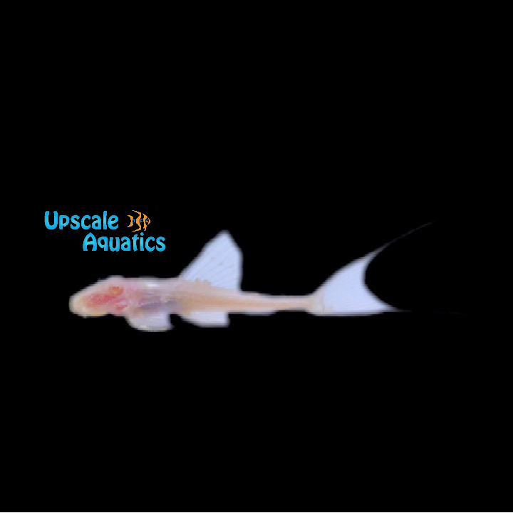 Albino Adonis Pleco L155 (Acanthicus adonis)