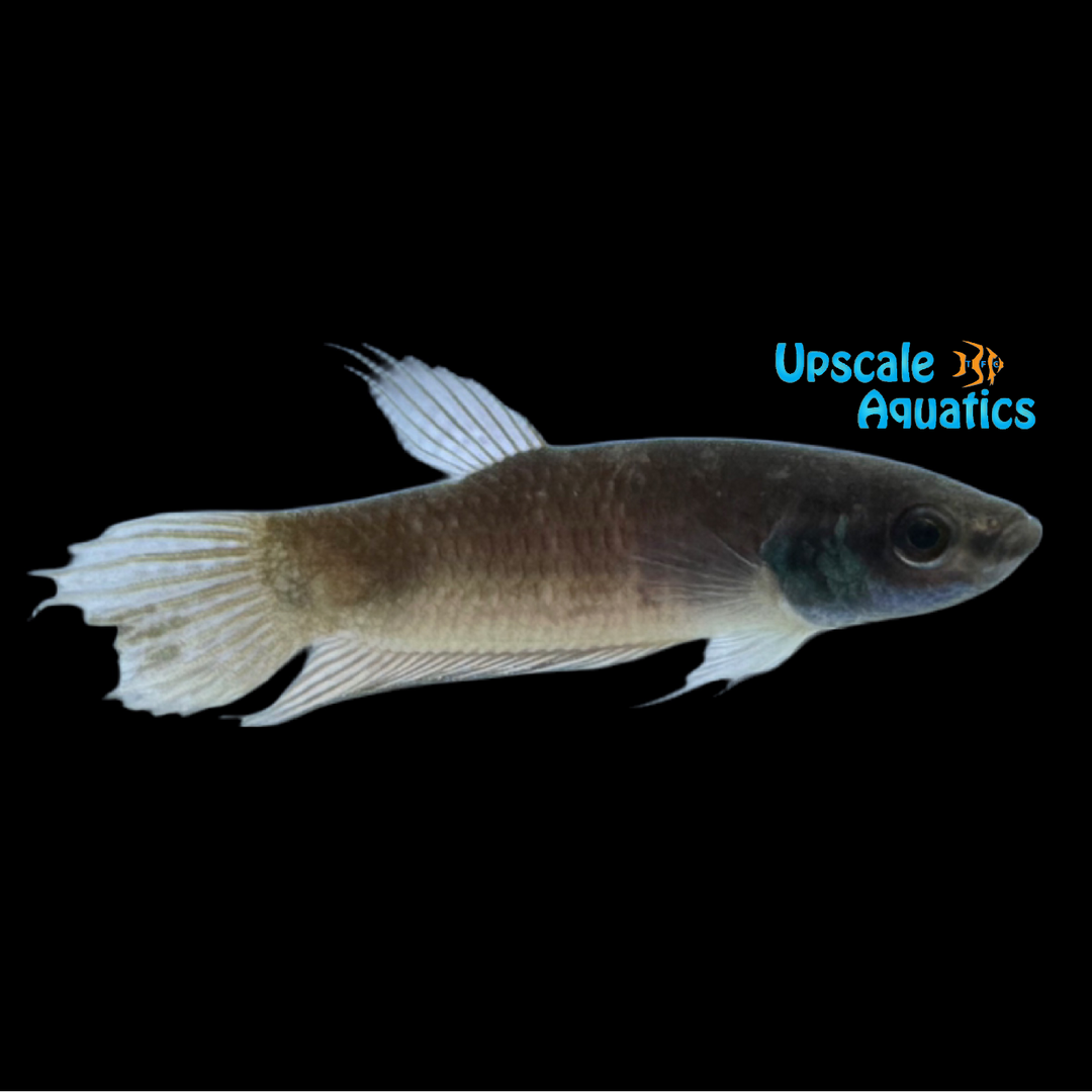 Green Mask Betta (Betta pugnax)