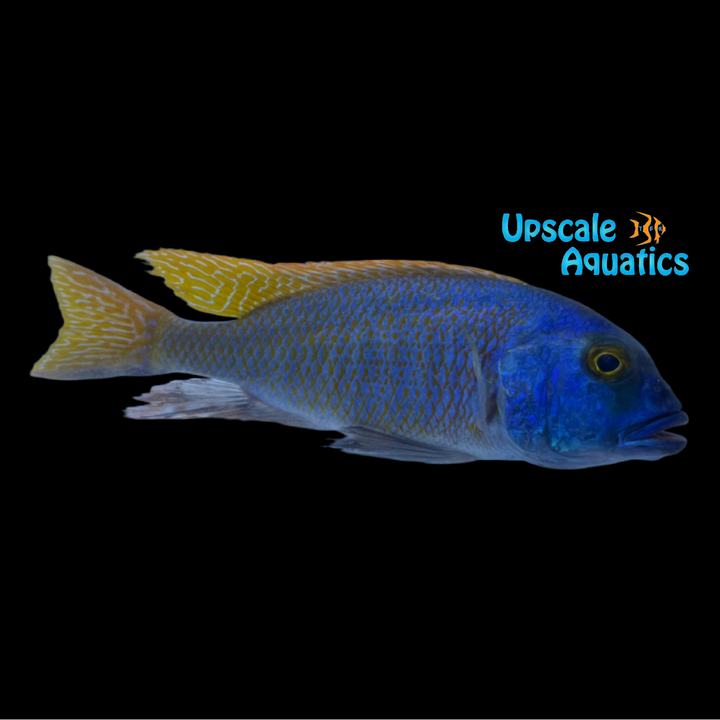 Buccochromis Nototaenia