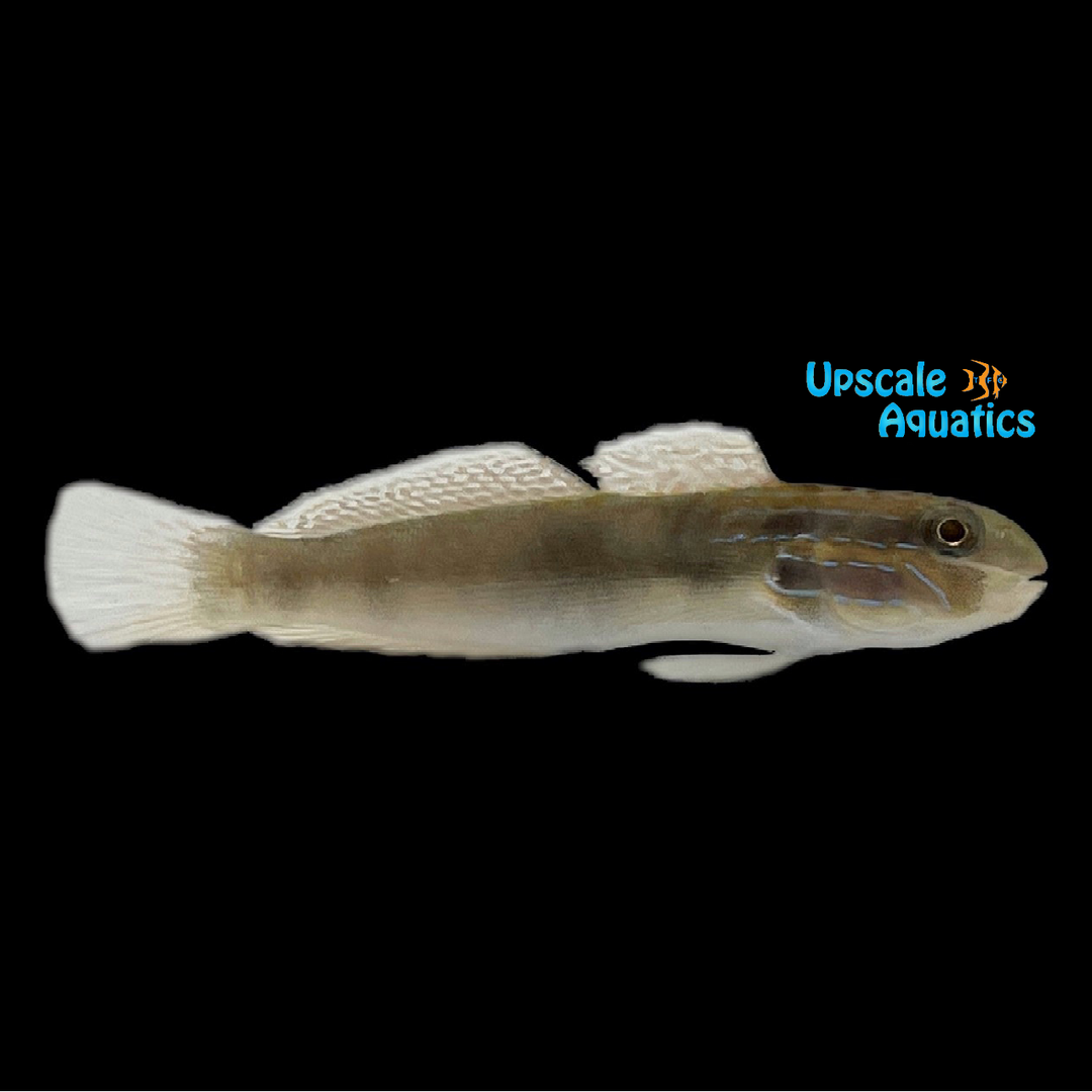 Bynoe Sand Sifting Goby (Amblygobius bynoensis)