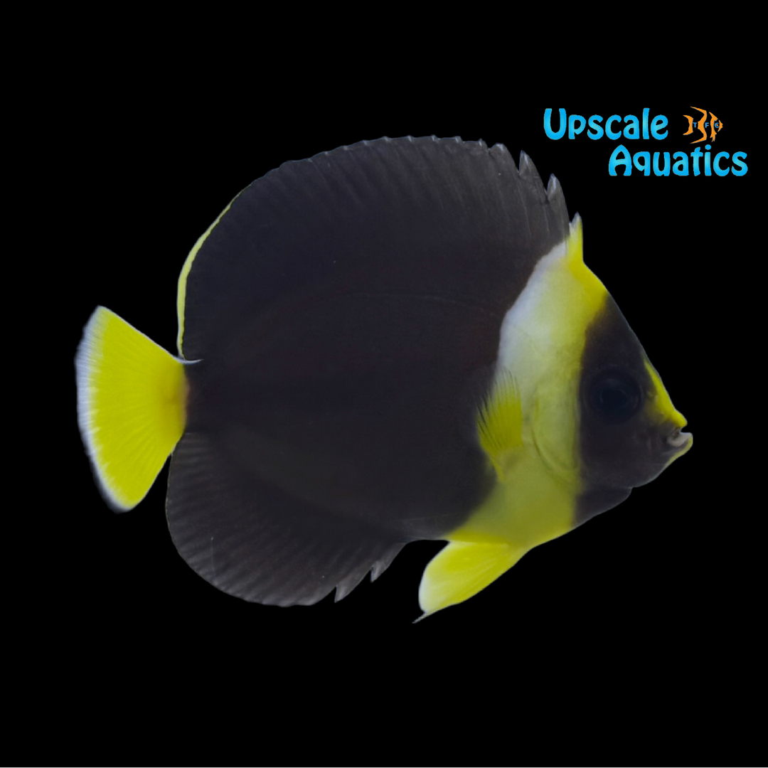 Yellowtail Personifer Angelfish - Captive Bred (Chaetodontoplus meredithi)