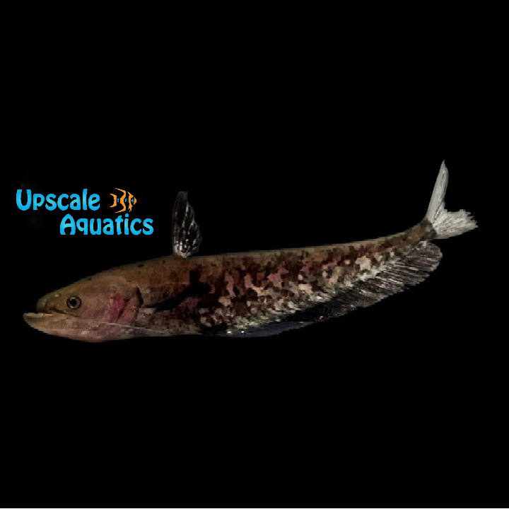 Striped Wallago Catfish (Wallagonia leerii)