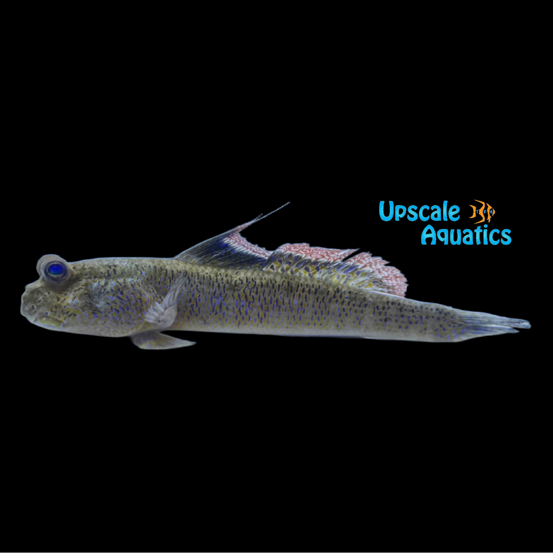 Neon Blue Mudskipper (Periophthalmodon septemradiatus)