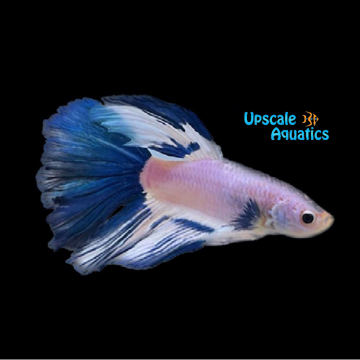 Blue Rim Halfmoon Betta - Male (Betta splendens)